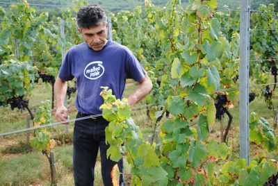 Pascal Verhaeghe, Château du Cèdre Cahors